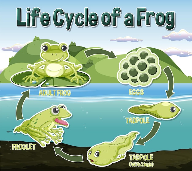 Vecteur gratuit diagramme du cycle de vie de la grenouille