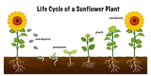 Vecteur gratuit diagramme du cycle de vie d'une plante de tournesol pour l'enseignement des sciences