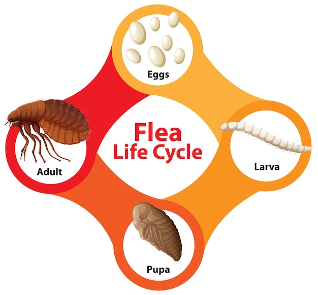 Vecteur gratuit diagramme du cycle de vie des puces