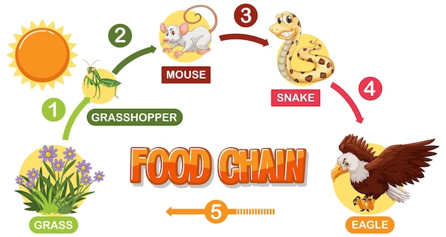 Vecteur gratuit diagramme illustré de la chaîne alimentaire