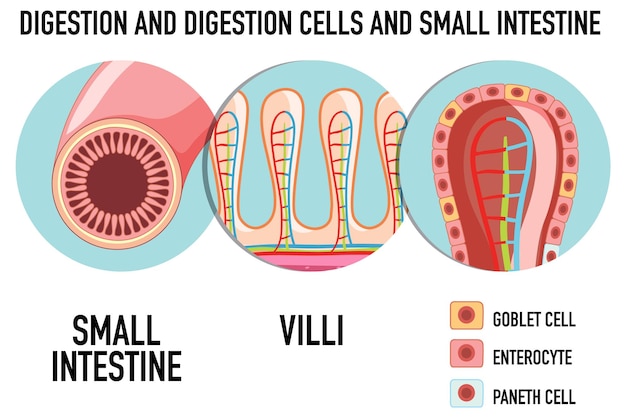 Vecteur gratuit diagramme montrant la cellule de digestion dans l'intestin grêle