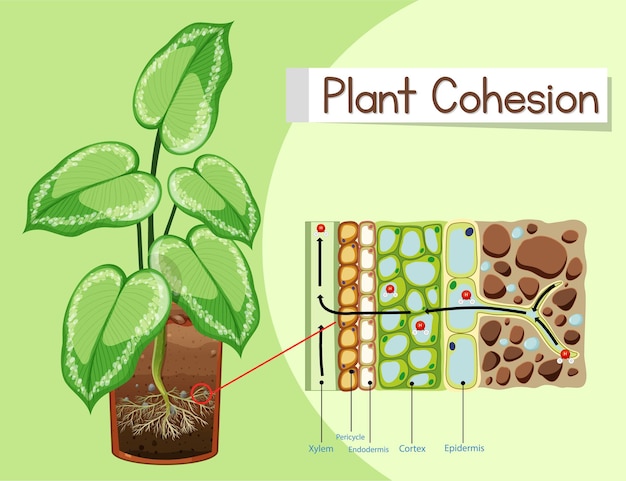 Vecteur gratuit diagramme montrant la cohésion végétale