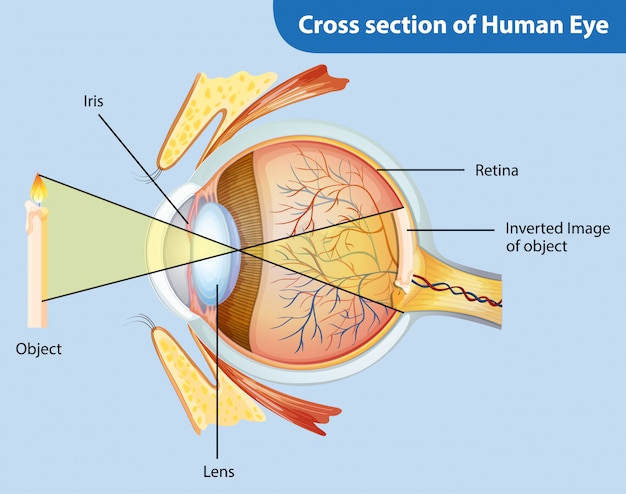Vecteur gratuit diagramme montrant la coupe transversale de l'oeil humain