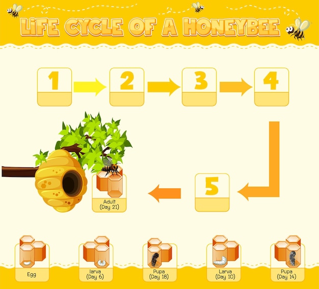 Vecteur gratuit diagramme montrant le cycle de vie de l'abeille