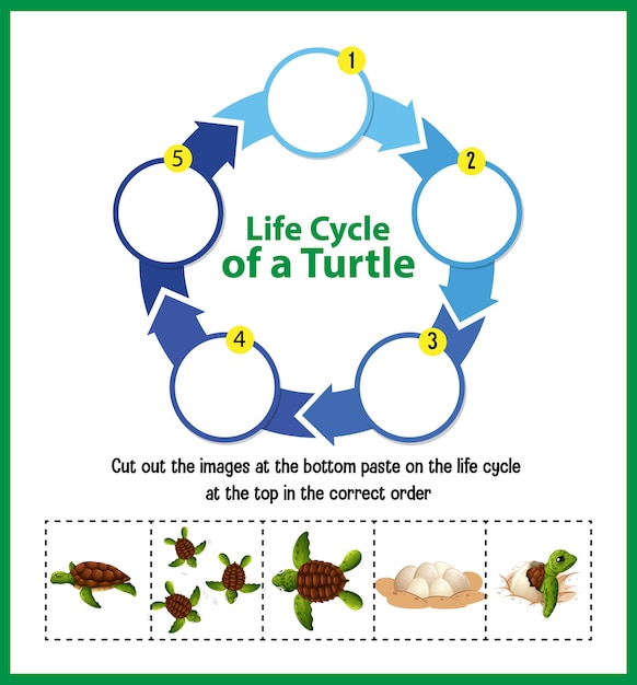 Vecteur gratuit diagramme montrant le cycle de vie de la tortue