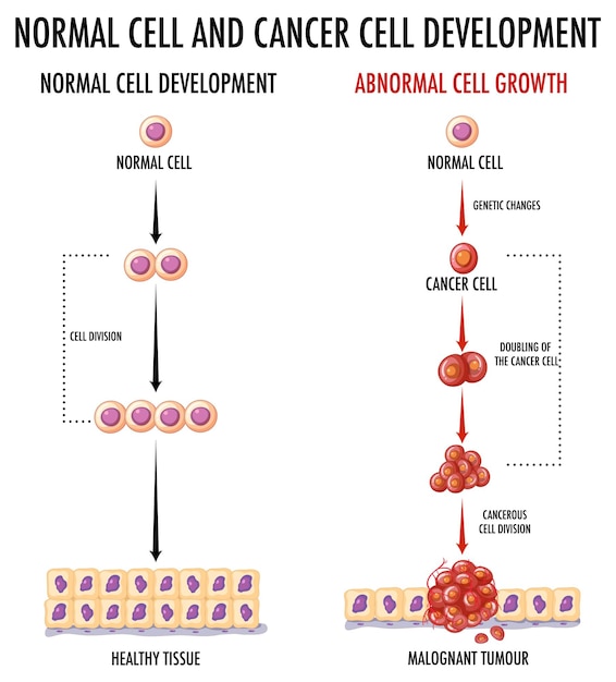 Diagramme Montrant Le Développement Des Cellules Normales Et Cancéreuses