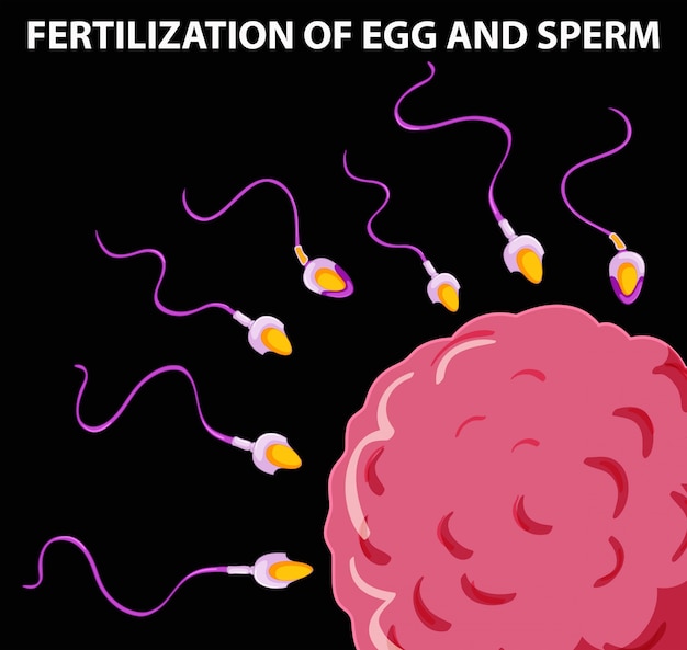 Vecteur gratuit diagramme montrant la fécondation des œufs et des spermatozoïdes