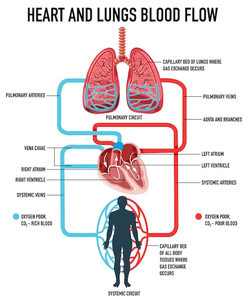Vecteur gratuit diagramme montrant le flux sanguin du cœur et des poumons