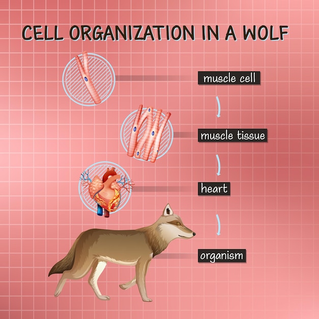 Vecteur gratuit diagramme montrant l'organisation cellulaire chez un loup