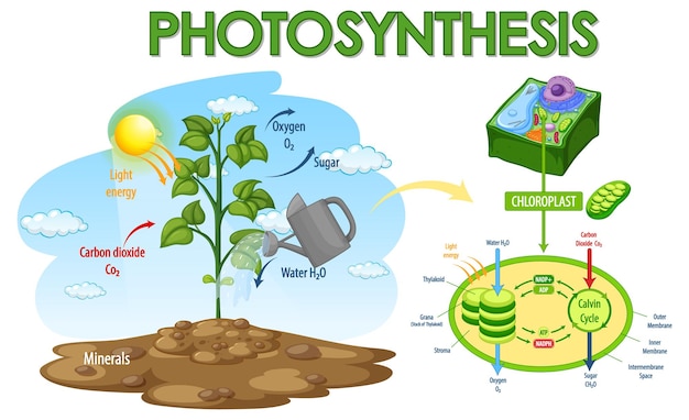 Diagramme Montrant Le Processus De La Photosynthèse Dans La Plante