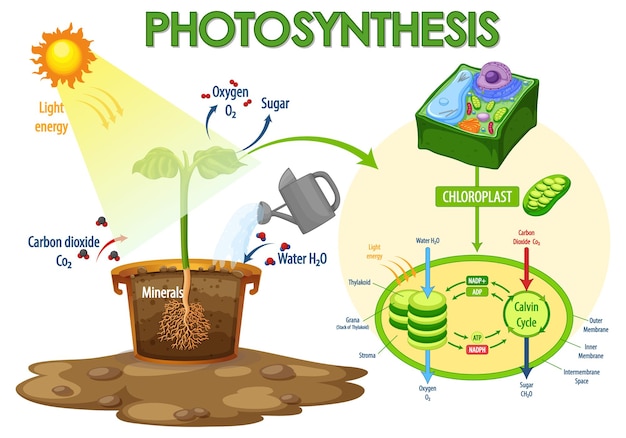 Diagramme Montrant Le Processus De La Photosynthèse Dans La Plante