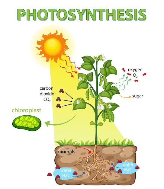 Diagramme montrant le processus de la photosynthèse dans la plante