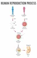 Vecteur gratuit diagramme montrant le processus de reproduction humaine