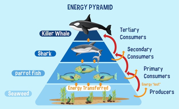 Vecteur gratuit diagramme montrant la pyramide énergétique de l'arctique pour l'éducation