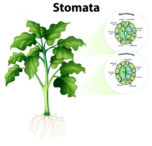 Diagramme montrant des stomates sur fond isolé