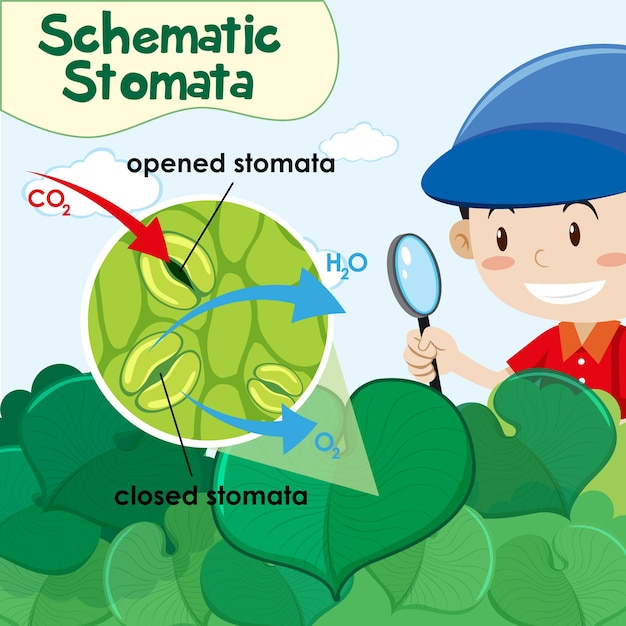 Vecteur gratuit diagramme montrant des stomates schématiques avec un garçon dans un jardin