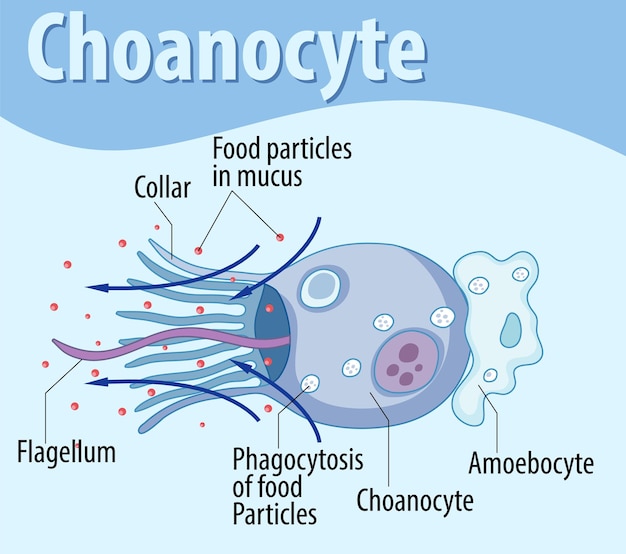 Vecteur gratuit diagramme montrant la structure des choanocytes spongieux