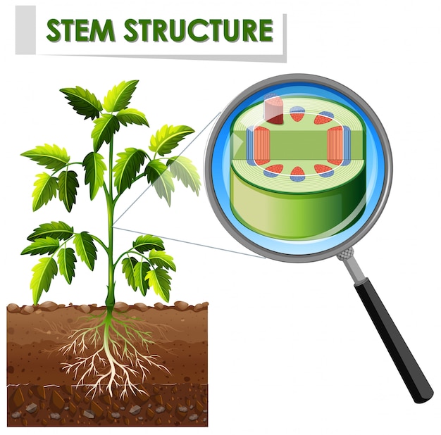 Diagramme montrant la structure de la tige d'une plante