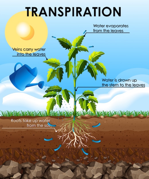 Vecteur gratuit diagramme montrant la transpiration avec la plante