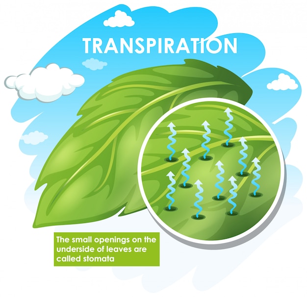 Vecteur gratuit diagramme montrant la transpiration avec une plante