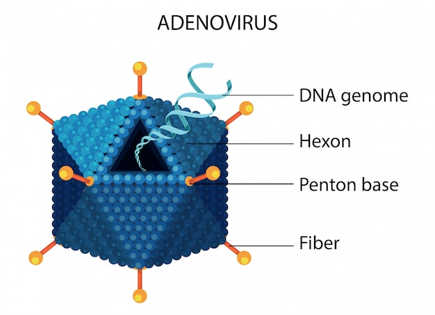 Diagramme De Structure D'adénovirus