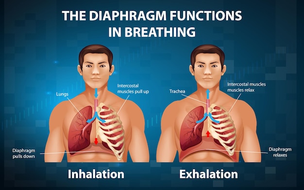 Le diaphragme fonctionne en respirant
