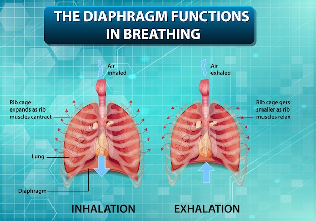 Vecteur gratuit le diaphragme fonctionne en respirant