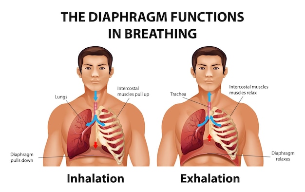 Le diaphragme fonctionne en respirant