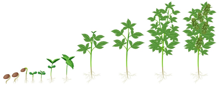 Vecteur gratuit différentes étapes de la culture d'une plante de cannabis