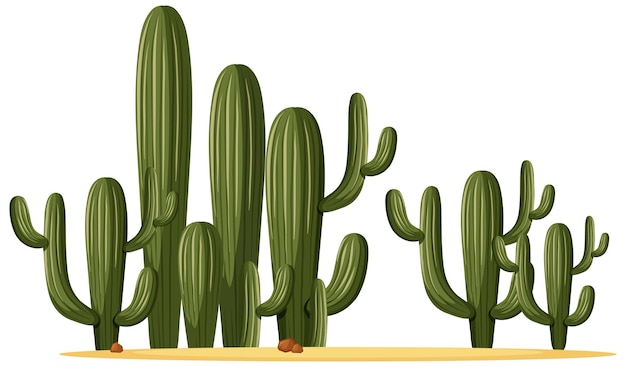 Différentes formes de cactus dans un groupe