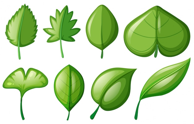 Vecteur gratuit différentes formes de feuilles
