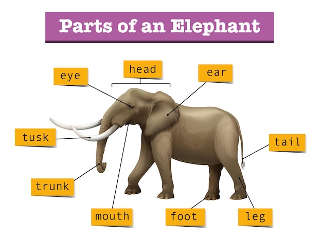 Vecteur gratuit différentes parties de l'éléphant sauvage