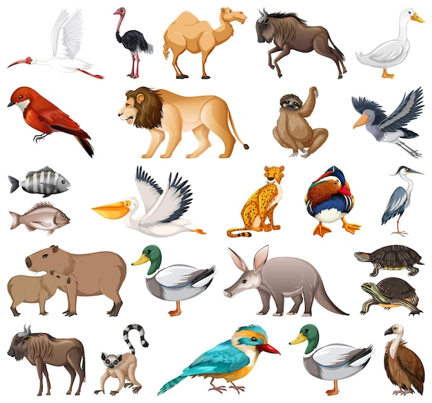 Différents Types De Collection D'animaux