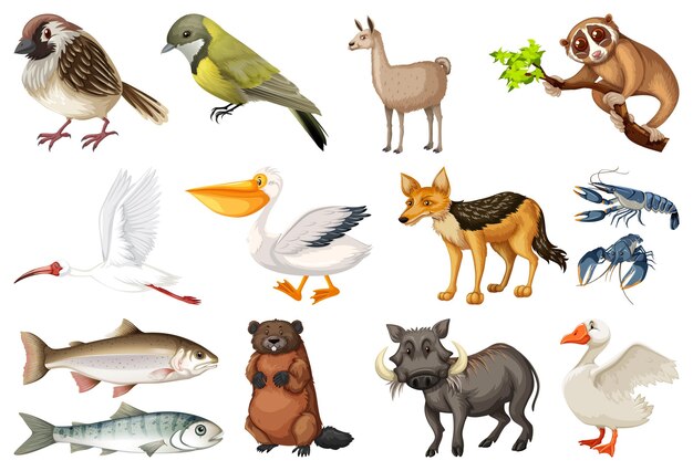 Différents types de collection d'animaux