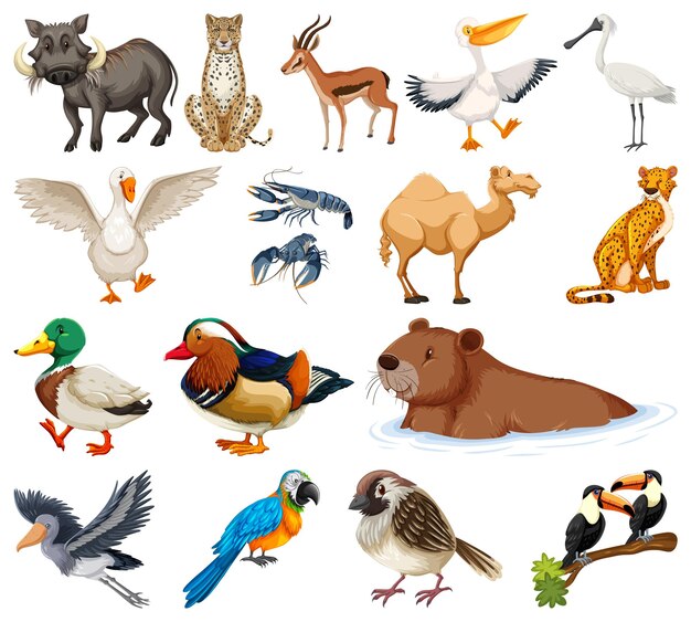 Différents types de collection d'animaux