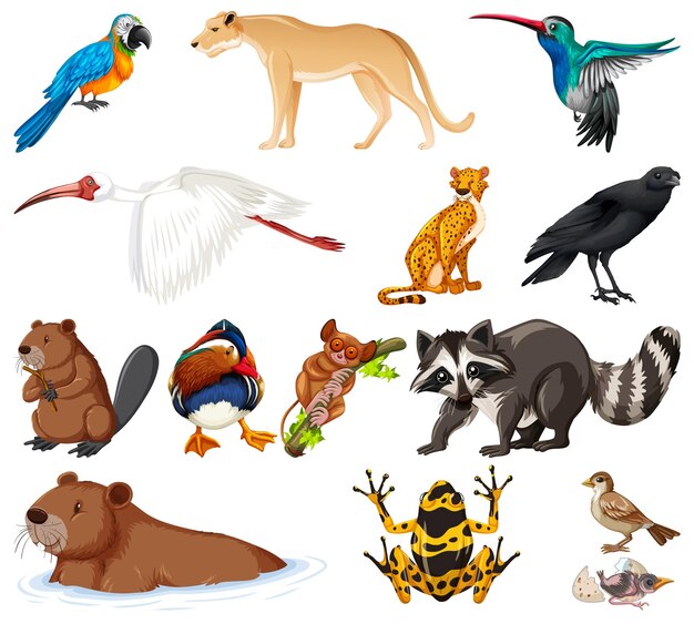 Différents types de collection d'animaux