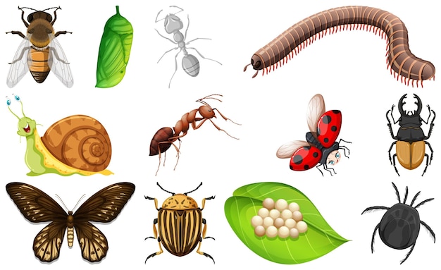 Vecteur gratuit différents types de collection d'insectes