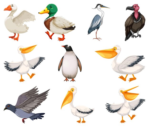 Différents types de collection d'oiseaux