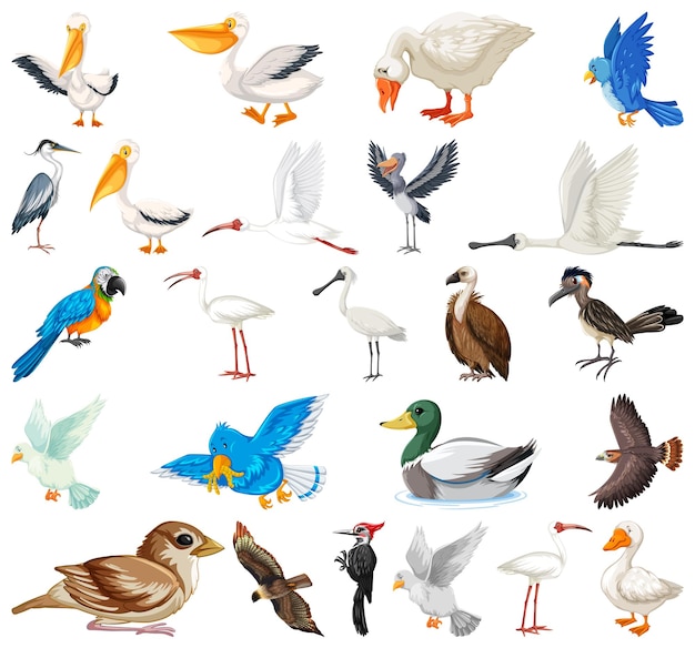 Différents types de collection d'oiseaux