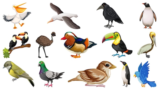 Différents types de collection d'oiseaux