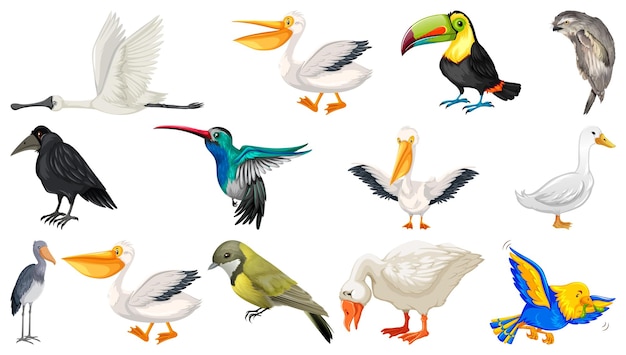 Différents types de collection d'oiseaux