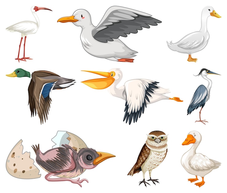 Vecteur gratuit différents types de collection d'oiseaux