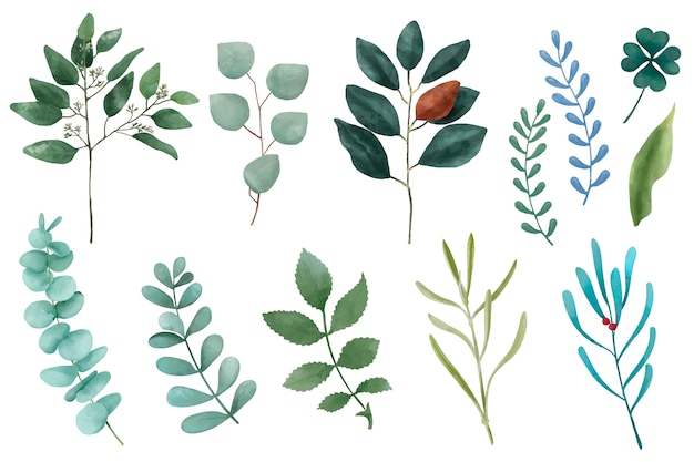 Différents types de feuilles de plantes illustrées isolés sur fond blanc.