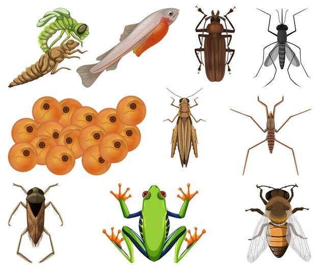 Différents types d'insectes et d'animaux sur fond blanc