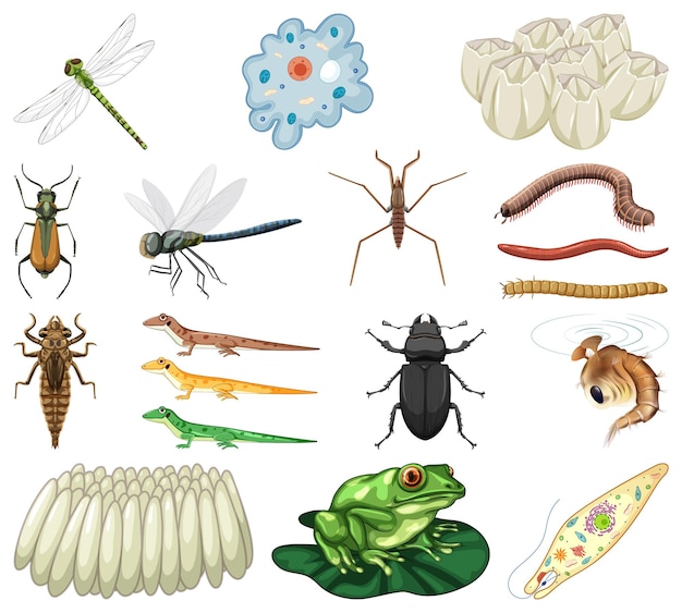Différents types d'insectes et d'animaux sur fond blanc