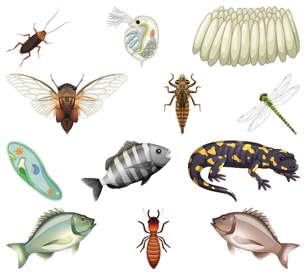 Différents types d'insectes et d'animaux sur fond blanc