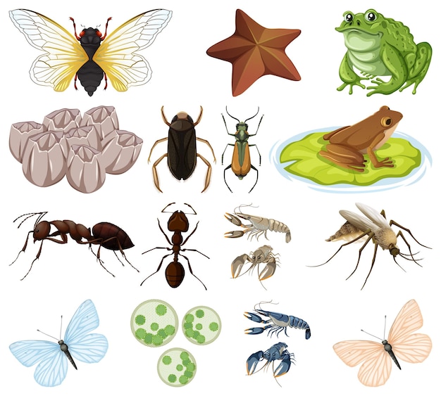 Différents Types D'insectes Et D'animaux Sur Fond Blanc