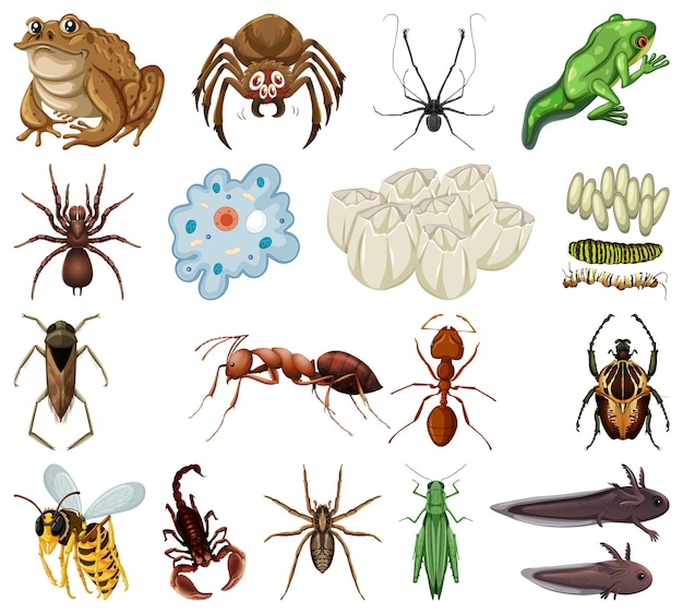 Différents Types D'insectes Et D'animaux Sur Fond Blanc