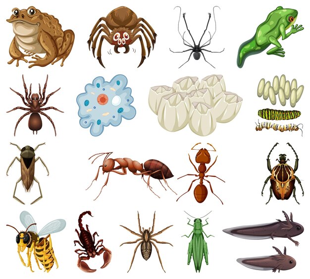 Différents types d'insectes et d'animaux sur fond blanc