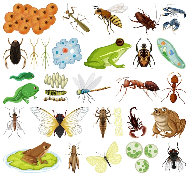 Différents types d'insectes et d'animaux sur fond blanc